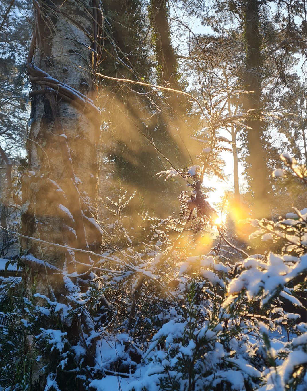 Verboom je ben me telt